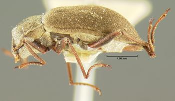 Media type: image;   Entomology 2271 Aspect: habitus lateral view